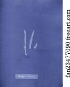 Porphyra Art Print - Porphyra Linearis