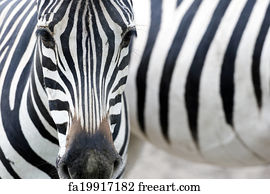 are zebras white with black stripes or vice versa