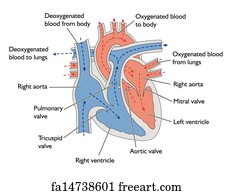 Free art print of Circulation of blood through the heart. Circulation