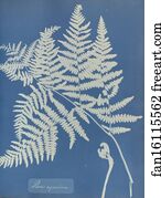 Pteris Art Print - Pteris Aquilina