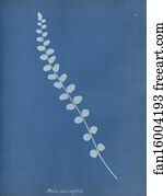 Pteris Art Print - Pteris Rotundifolia