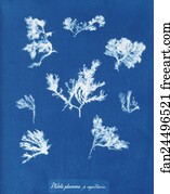 Capillaris Art Print - Ptilota Plumosa Β Capillaris