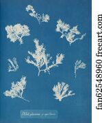 Capillaris Art Print - Ptilota Plumosa Β Capillaris