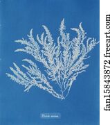 Ptilota Art Print - Ptilota Sericea