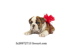 present puppy