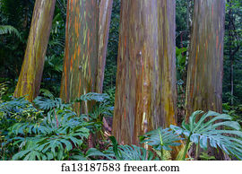 Free art print of Rainbow Eucalyptus Trees. Rainbow Eucalyptus trees on ...