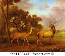Deer Art Print - Red Deer Stag And Hind
