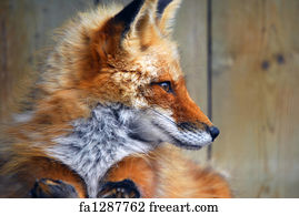 Profile picture fox Red fox