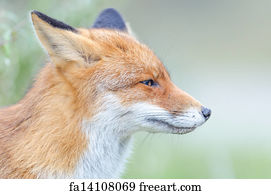 Picture fox profile Red fox