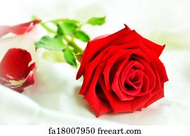 Free art print of Beautiful red rose. Close up image of beautiful red