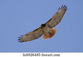 Download Free Art Print Of Angry Hawk In Flight Angry Swainsons Hawk Freeart Fa341259