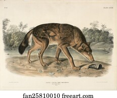 John Art Print - Red Texas Wolf (Canis Lupus)