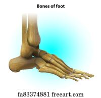 Free art print of Diagram of human bone anatomy. Diagram of human bone