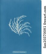 Rhodomela Art Print - Rhodomela Lycopodioides