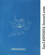 Rhodomela Art Print - Rhodomela Lycopodoides