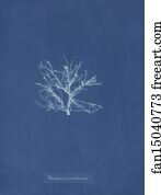 Rhodomela Art Print - Rhodomela Pinastroides