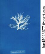 Rhodomela Art Print - Rhodomela Pinastroides