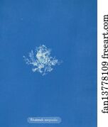 Rhodomela Art Print - Rhodomela Scorpioides