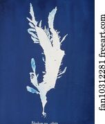 Rhodomenia Art Print - Rhodomenia Ciliata