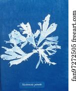 Rhodomenia Art Print - Rhodomenia Palmata