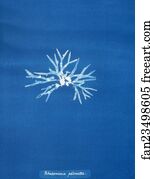 Rhodomenia Art Print - Rhodomenia Palmetta