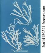 Rhodomenia Art Print - Rhodomenia Polycarpa