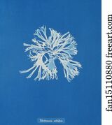 Rhodomenia Art Print - Rhodomenia Sobolifera