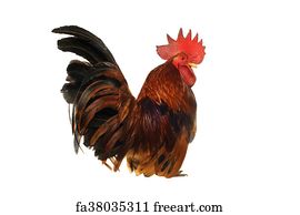 Thailand Male Chicken Rooster Isolated Art Print Home Decor Wall Art Poster C