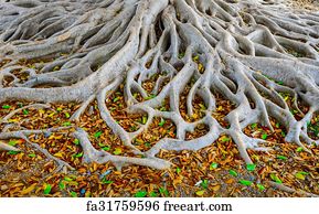 Image result for nebari in nature