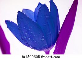 Free art print of Blue flower. Blue flower â€“ perspective shot - a