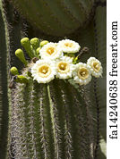 Free art print of Saguaro Cactus. Saguaro Cactus at Catalina State Park ...
