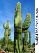 Free art print of Saguaro Cactus. Saguaro Cactus at Catalina State Park ...