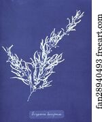 Cyanotype Photogram Art Print - Sargassum Bacciferum. Cyanotype Photogram.