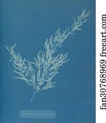 Sargassum Art Print - Sargassum Bacciferum. Cyanotype Photogram.