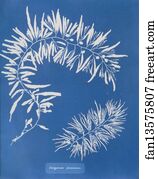 Sargassum Art Print - Sargassum Plumosum