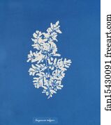 Sargassum Art Print - Sargassum Vulgare