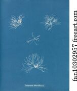 Schizonema Helminthosum Art Print - Schizonema Helminthosum