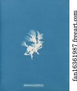 Schizonema Art Print - Schizonema Parasiticum