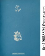 Schizonema Art Print - Schizonema Ramosissimium