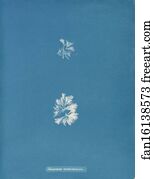 Schizonema Art Print - Schizonema Ramosissimum