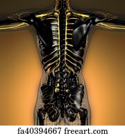 Free art print of Science anatomy of human body in x-ray with glow ...