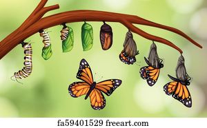 Free art print of A Set of Butterfly Life Cycle. A Set of Butterfly ...
