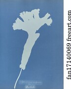 Vulgare Art Print - Scolopendrium Vulgare [Illeg. ], British