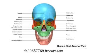 Free art print of Skull Inferior view. The human skull is generally
