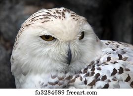 Free art print of Snowy Owl. Close-up picture of a male Snowy Owl ...