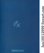 Sphacelaria Art Print - Sphacelaria Cirrhosa