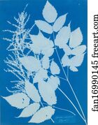Tyrol Art Print - Spiraea Aruncus (Tyrol)