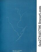 Ss Art Print - Sporochnius Rhizodes SS Paracloxa