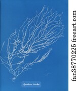 Sporochnus Rhizodes Art Print - Sporochnus Rhizodes