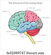 Free art print of Structure of human brain section schematic vector ...